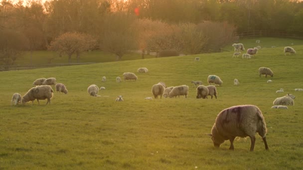 4Kビデオクリップ羊や赤ちゃんの子羊の放牧場の農場で日没や日の出 — ストック動画