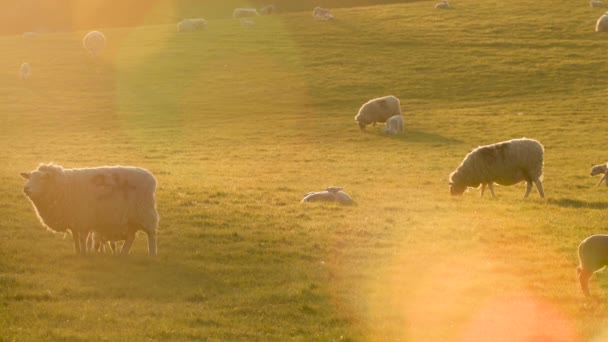 4Kビデオクリップ羊や赤ちゃんの子羊の放牧場の農場で日没や日の出 — ストック動画