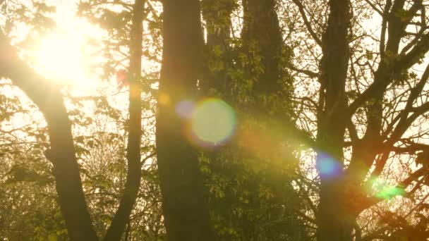 Güneş Işığı Parlıyor Güneş Ormandaki Ağaçların Yaprakları Dalları Arasında Parıldıyor — Stok video