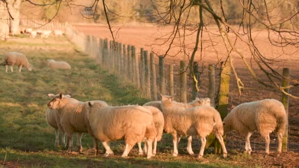 Videoclip Der Schafherden Zeigt Die Auf Einem Feld Mit Bäumen — Stockvideo