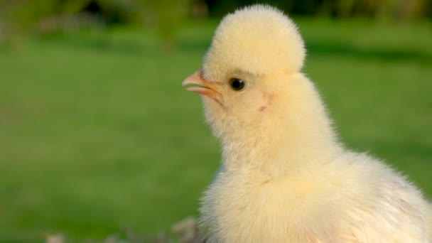 4K视频剪辑一个可爱的黄色小鸡 小鸡宝宝 外面在金色的夏日阳光下 — 图库视频影像