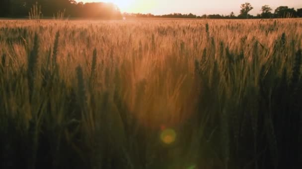 日落时分或日出时分 在风中吹拂的麦田或大麦田上的4K焦距落日 — 图库视频影像