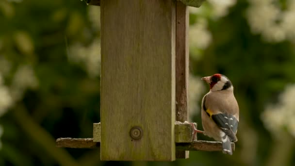 Vídeo Clip European Goldfinch Comer Sementes Corações Girassol Partir Alimentador — Vídeo de Stock