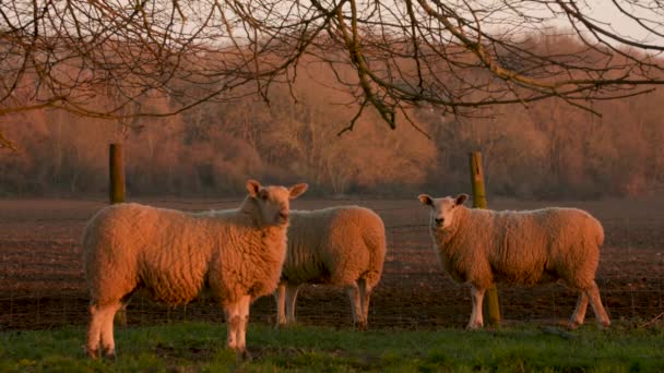 Video Clip Drie Schapen Zoek Naar Camera Staan Een Veld — Stockvideo