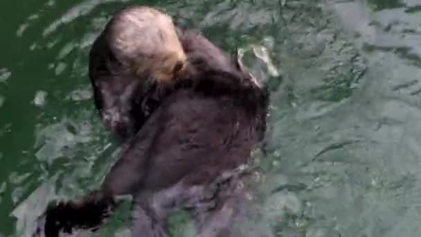 Sea Otter Spinning Scratching Cleaning Its Fur — Stock Video