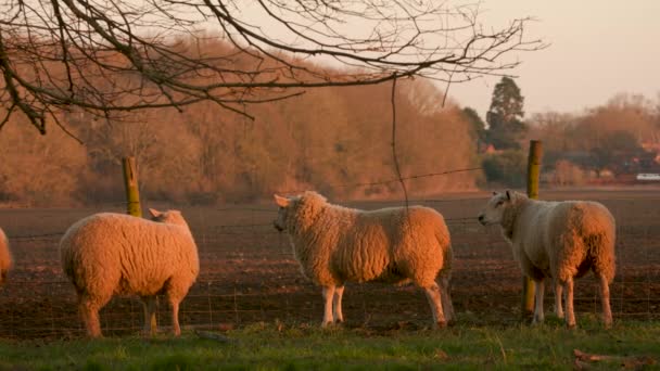 Vidéo Montrant Des Moutons Marchant Dans Champ Avec Des Arbres — Video