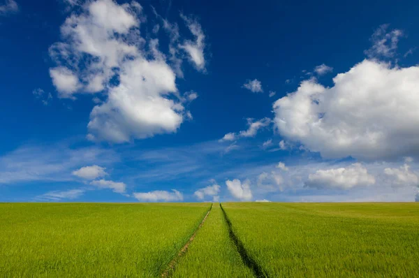 Ścieżka Wiodąca Horyzont Zielonym Polu Niebieskim Niebem Chmurami Koncepcja Podróży — Zdjęcie stockowe