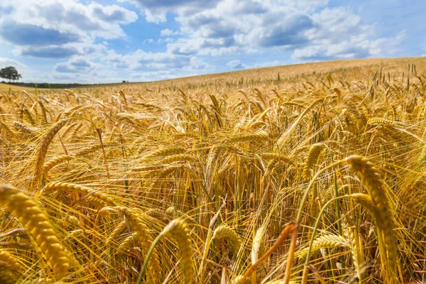 農場で栽培されている大麦の作物の黄金フィールド — ストック写真