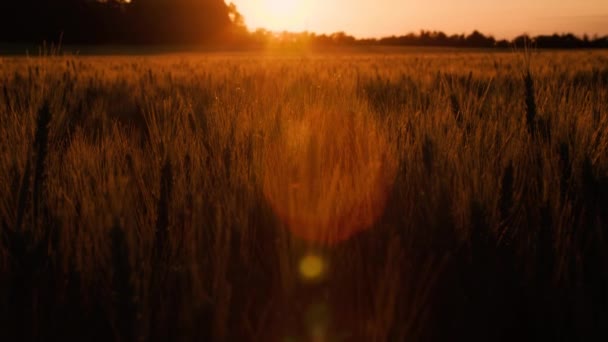 日落时落在麦田或大麦田上的4K倾斜的太阳片断 — 图库视频影像