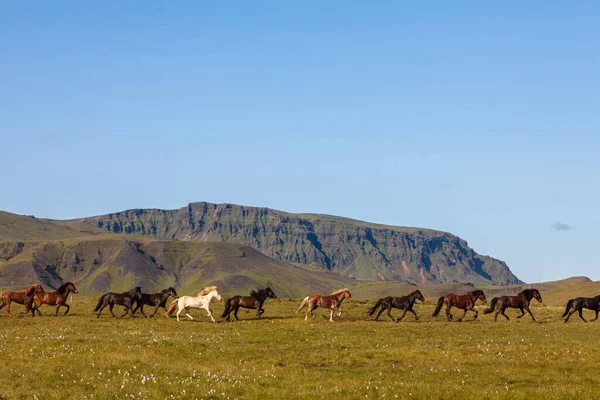 Cavalli Islandesi Che Corrono Attraverso Campo Islanda Con Montagne Sullo — Foto Stock