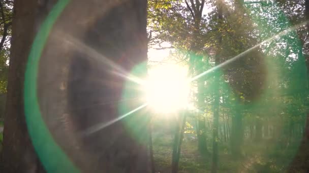 Video Clip Sun Shining Trees Sunlight Glinting Sunset Sunrise Forest — Stockvideo