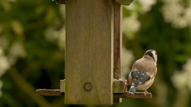 Vídeo Clip European Goldfinch Comer Sementes Corações Girassol Partir Alimentador — Vídeo de Stock