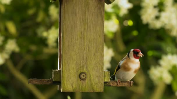 Teledysk Europejskiego Goldfincha Jedzącego Nasiona Słoneczniki Drewnianego Karmnika Dla Ptaków — Wideo stockowe