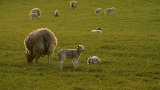 Vídeo Clipe Ovelhas Cordeiros Bebê Pastando Campo Uma Fazenda Pôr — Vídeo de Stock