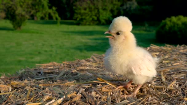 Video Clip Van Een Schattig Geel Kuiken Baby Polen Kip — Stockvideo