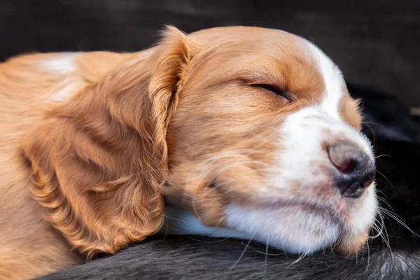 Adormecido Bonito Marrom Branco Filhote Cachorro Dormindo — Fotografia de Stock