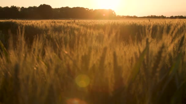 剪辑的小麦或大麦场在日出或日落时在风中吹 — 图库视频影像