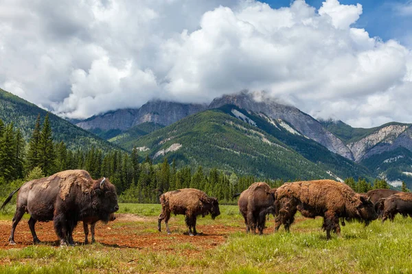 American Bison Buffalo Μοσχάρι Και Κοπάδι Ένα Χωράφι Που Περιβάλλεται — Φωτογραφία Αρχείου