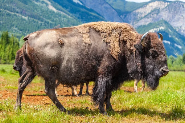 American Bison Bison Bison Lub Buffalo Zewnątrz Polu Otoczonym Górami — Zdjęcie stockowe