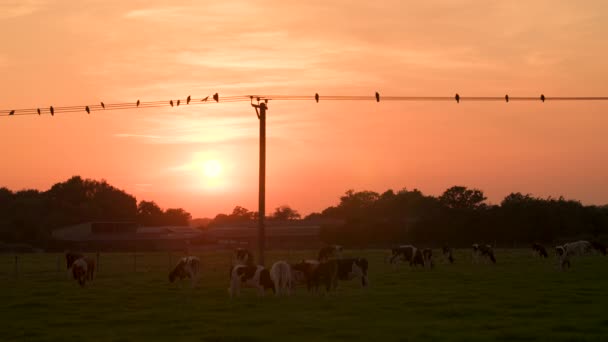 Vacas Corte Movimento Lento Pastando Campo Pôr Sol Pássaros Cantam — Vídeo de Stock