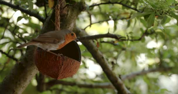 Video Clip Robin Europea Comiendo Semillas Alimentándose Alimentador Aves Concha — Vídeos de Stock