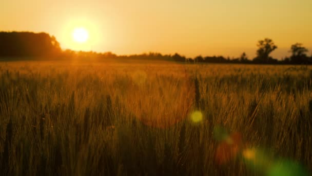 Clip Champ Blé Orge Soufflant Dans Vent Coucher Lever Soleil — Video