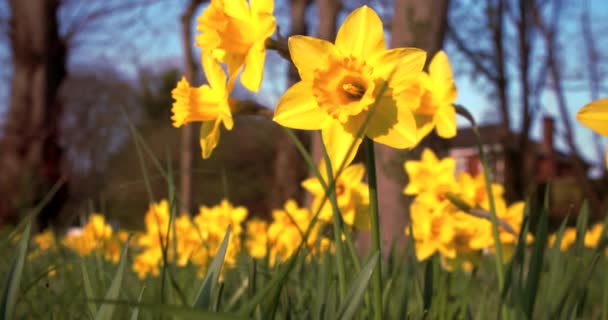 Нарциси Жовті Квіти Навесні Сонячне Світло Дме Вітрі Повільний Рух — стокове відео