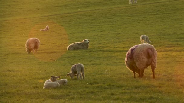 Vídeo Clipe Ovelhas Cordeiros Bebê Pastando Campo Uma Fazenda Pôr — Vídeo de Stock