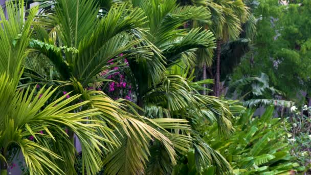 Tropikal Yağmur Yağmur Veya Gök Gürültülü Fırtına Palmiye Ağaçlarıyla Dolu — Stok video
