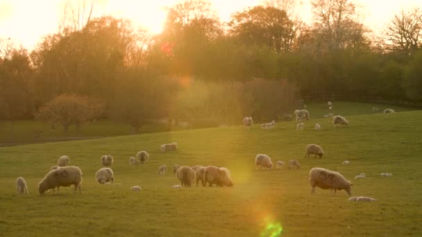 4Kビデオクリップ日没や日の出の農場のフィールドにおける母羊や赤ちゃんの子羊 — ストック動画