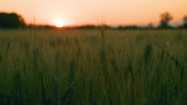剪辑的小麦或大麦场在日出或日落时在风中吹 — 图库视频影像