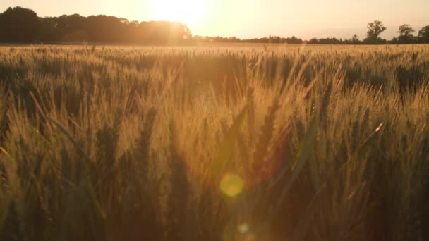 日落时落在麦田或大麦田上的4K焦距 — 图库视频影像