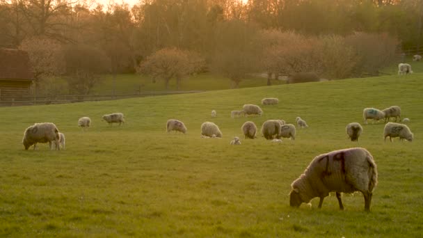 Відеокліп Вівці Ягнята Пасуться Полі Фермі Заході Або Сході Сонця — стокове відео