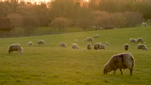 Video Clip Sheep Baby Lambs Grazing Field Farm Golden Evening — Vídeo de Stock