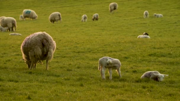 Video Clip Sheep Baby Lambs Grazing Field Farm Golden Light — Vídeo de Stock