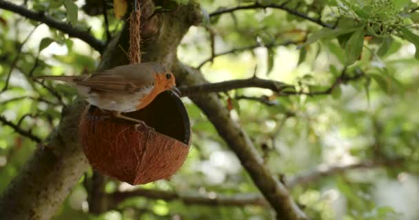 Video Rubinem Jedzącym Nasiona Karmiącym Się Karmnika Kokosowego Brytyjskim Ogrodzie — Wideo stockowe
