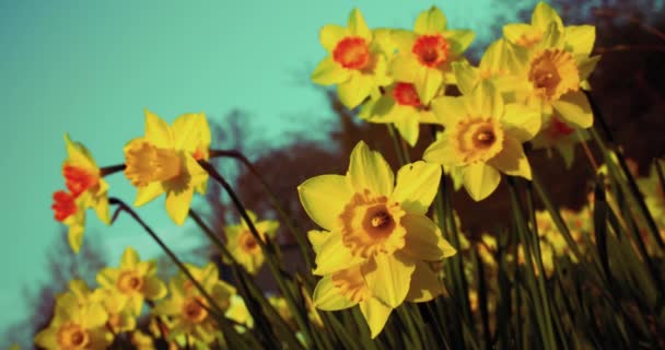 Daffodils Yellow Flowers Spring Sunshine Blowing Wind — Wideo stockowe