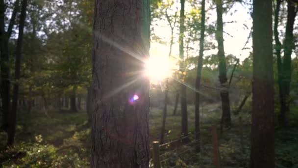 Video Klipte Ağaçların Arasından Parlayan Güneş Işığı Günbatımında Ormanda Doğal — Stok video