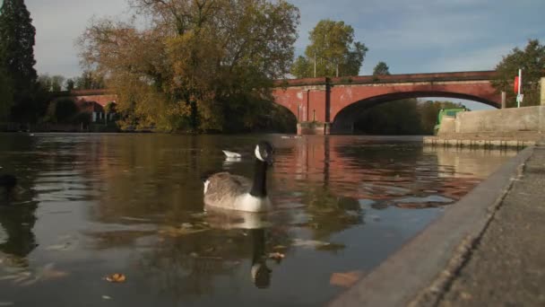 Canada Geese Ducks River Thames Brunels Railway Bridge Maidenhead Berkshire — Stok video