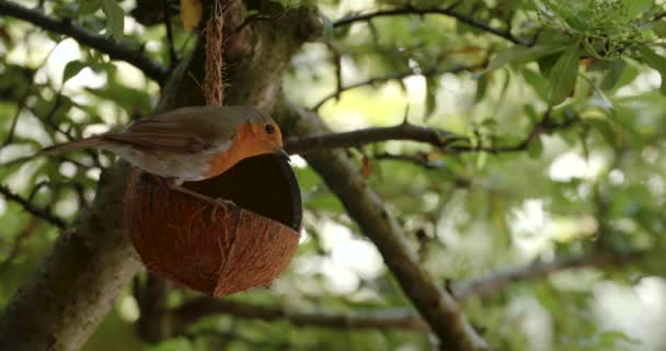 4Kビデオクリップのロビン食べる種子 夏の間に英国の庭のココナッツシェルバードフィーダーから供給 — ストック動画
