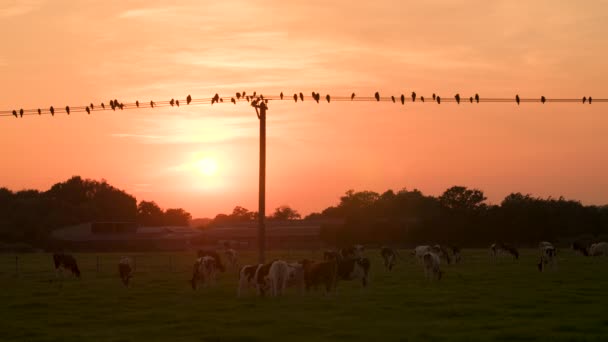 Slow Motion Clip Cows Grazing Field Sunset Birds Crows Sitting — Vídeo de Stock