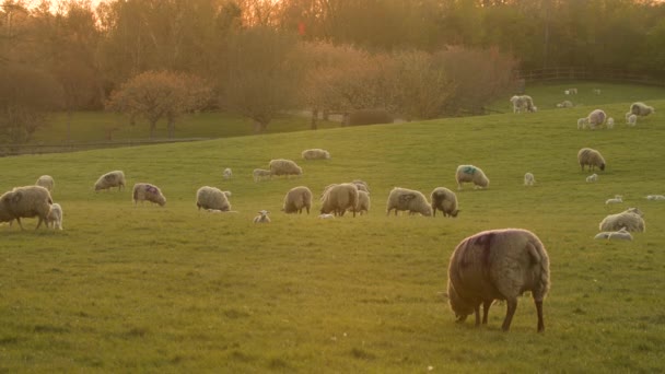 Video Clip Mother Sheep Baby Lamb Standing Field Farm Evening — Stockvideo