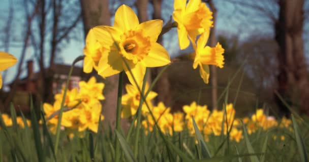 Нарциссы Желтые Цветы Весенний Солнечный Свет Дующий Ветру — стоковое видео