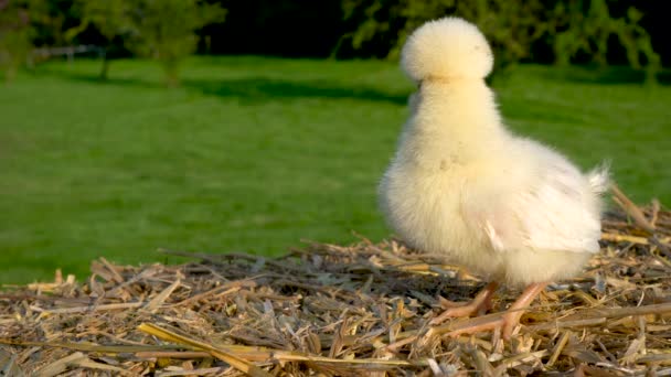 Video Clip One Cute Yellow Chick Baby Chicken Sitting Hay — Vídeo de Stock