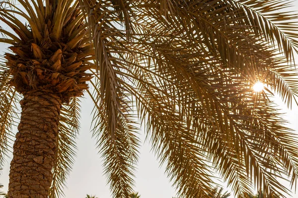 Sonne Scheint Durch Tropische Palmen Bei Sonnenuntergang Oder Sonnenaufgang — Stockfoto