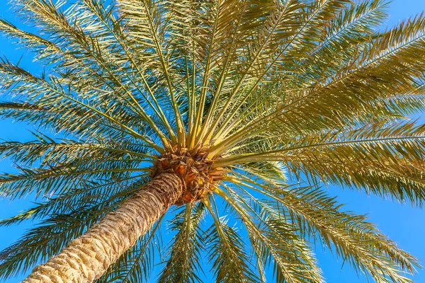 Palmiers Dans Ciel Bleu — Photo
