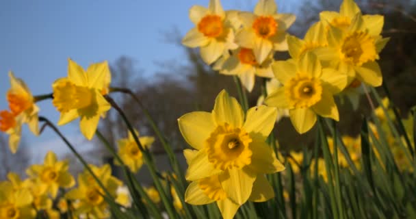 Нарциси Жовті Квіти Навесні Сонячне Світло Дме Вітрі — стокове відео