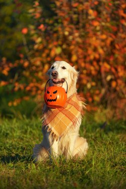 Damalı bandanalı Golden retriever parkta oturuyor ve elinde cadılar bayramı kovası