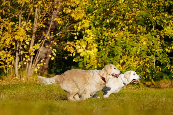 İki Golden Retriever sonbahar parkında birlikte koşuştururken eğleniyorlar.