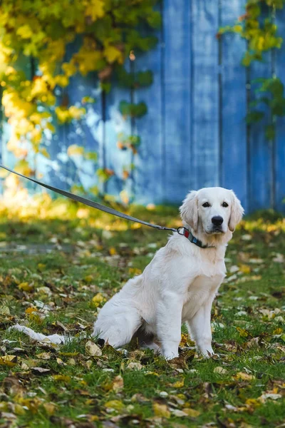 Mavi ahşap arka planda tasmalı Golden Retriever köpeği